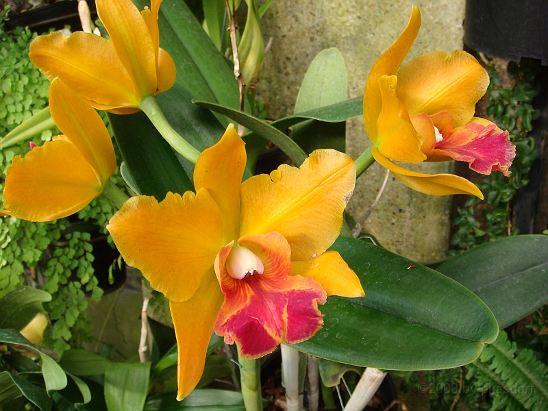 398 Longwood Gardens [2008 August 23].JPG - Longwood Gardens in Pennsylvania